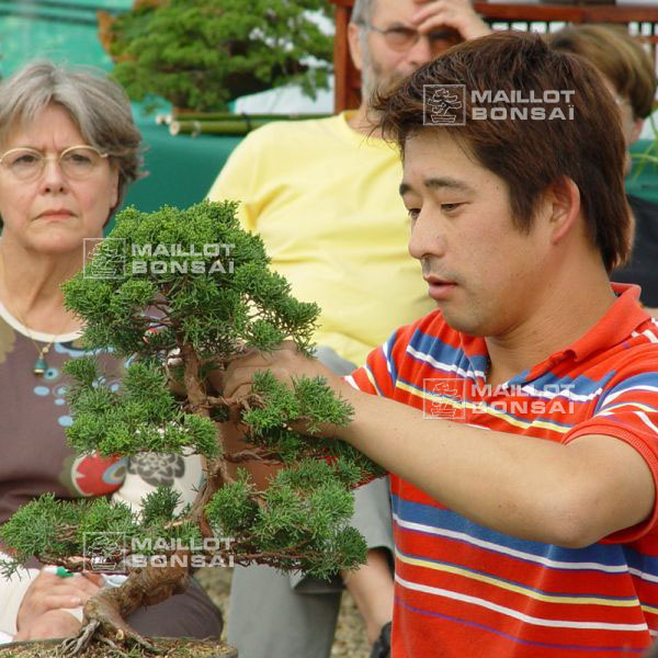 demonstration-sur-juniperus-chinensis