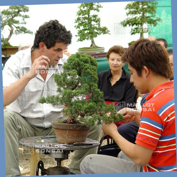 demonstration-sur-juniperus-chinensis