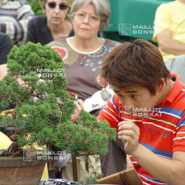 demonstration-sur-juniperus-chinensis