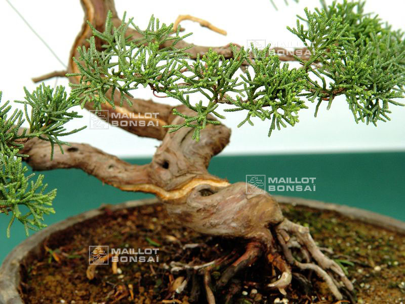 demonstration-sur-juniperus-chinensis