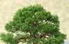 demonstration-sur-juniperus-chinensis