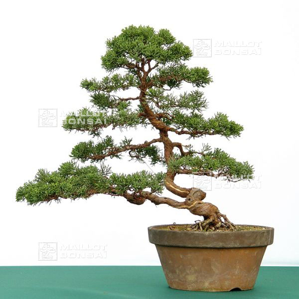 demonstration-sur-juniperus-chinensis