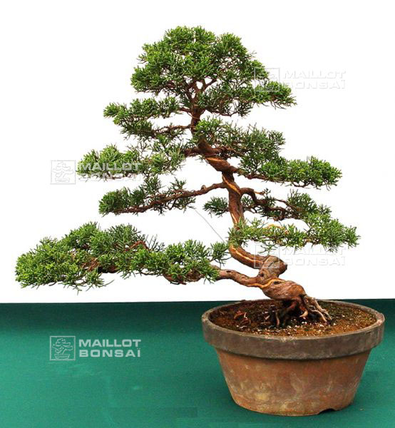 demonstration-sur-juniperus-chinensis
