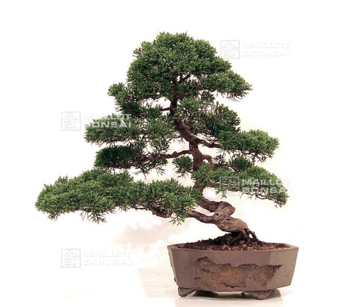 demonstration-sur-juniperus-chinensis