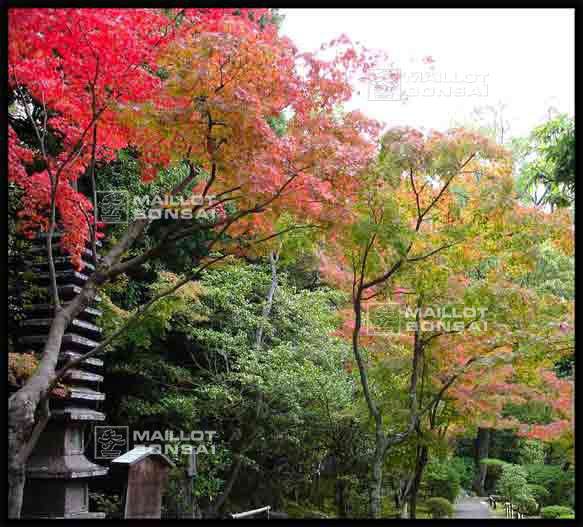 jardins-du-japon-kyoto-automne-2007