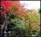 japanese-gardens-in-kyoto-city