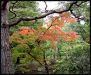 japanese-gardens-in-kyoto-city