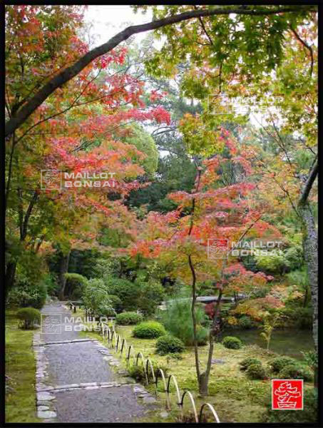 jardins-du-japon-kyoto-automne-2007