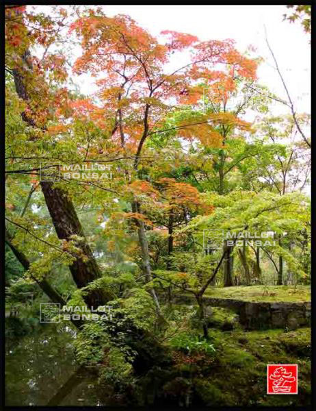 jardins-du-japon-kyoto-automne-2007
