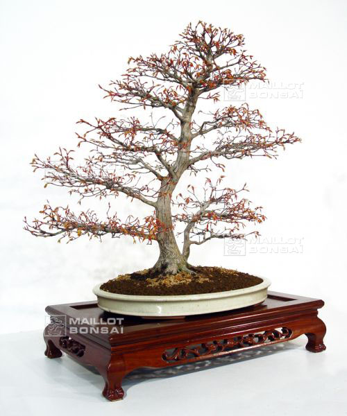 acer-palmatum