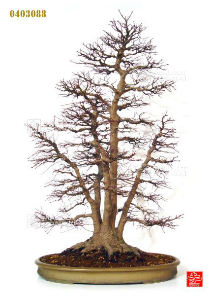 acer-palmatum