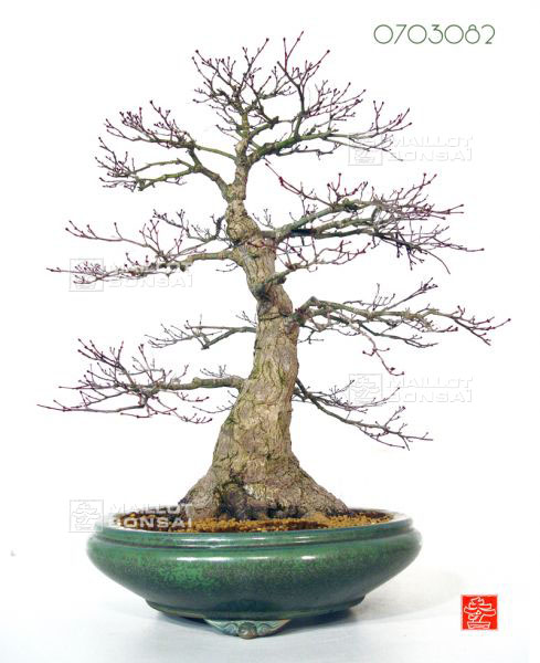 acer-palmatum-deshojo-seigen