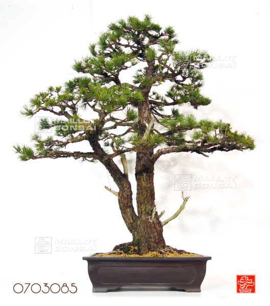 pinus-pentaphylla
