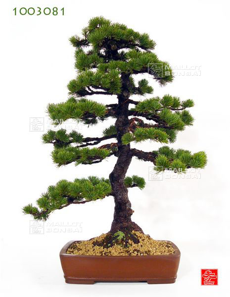 pinus-pentaphylla
