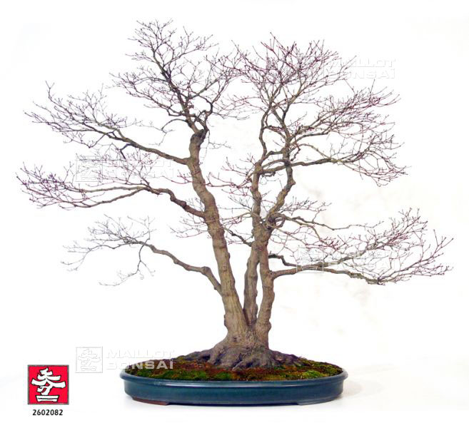 acer-palmatum-deshojo