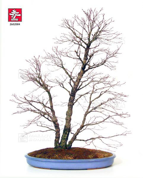 acer-palmatum-arakawa
