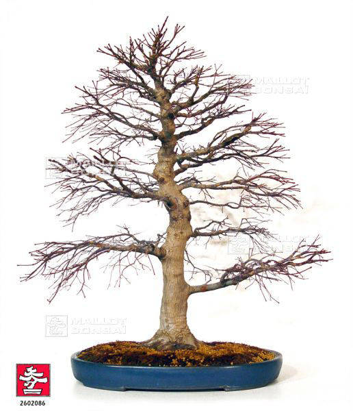 acer-palmatum-deshojo