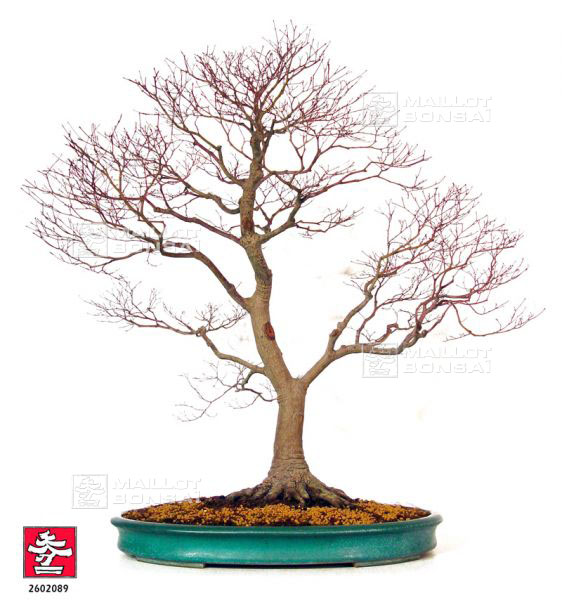 acer-palmatum