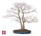bonsai-from-japan