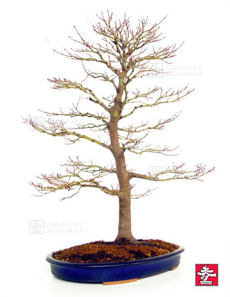 acer-palmatum