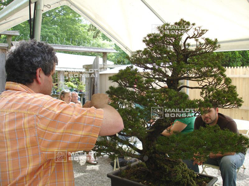 demonstration-bonsai-new-york-mai-2008