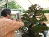 demonstration-bonsai-new-york-mai-2008