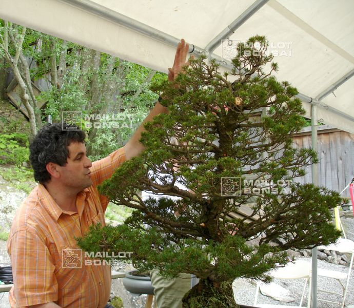 demonstration-bonsai-new-york-mai-2008