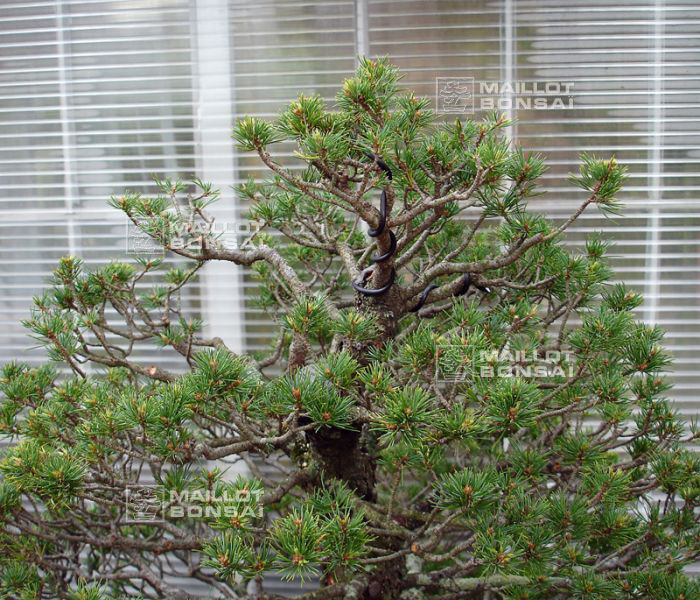 demonstration-bonsai-new-york-mai-2008