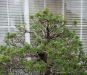 demonstration-bonsai-new-york-mai-2008