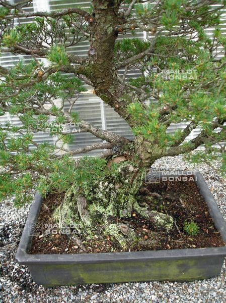 demonstration-bonsai-new-york-mai-2008